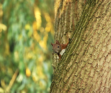 shallow focus photography of squirrel on the tree trunk thumbnail