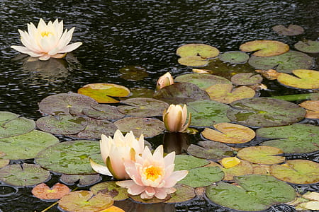 Water lily flowers flowing in a koi pond in the rain at Deep Cut Gardens in Middletown, NJ. thumbnail