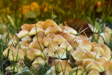 closeup photo of beige fungi plants thumbnail