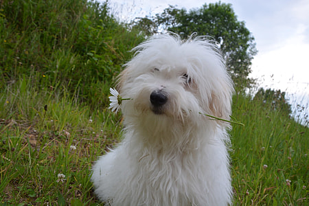 adult white Havanese eating white petaled flower on grass field thumbnail