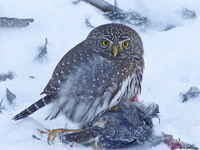 brown and white owl on snow field thumbnail