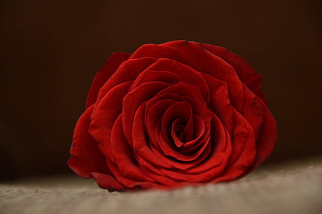 bloomed red rose flower thumbnail