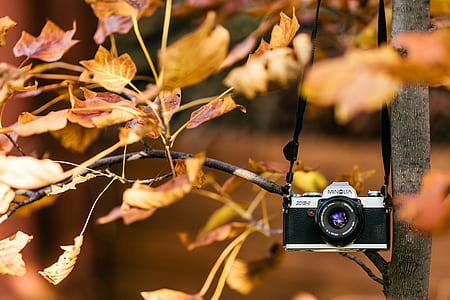black and gray Minolta DSLR camera hanging on tree thumbnail