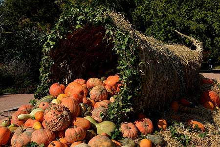 orange pumpkins during daytime photo thumbnail