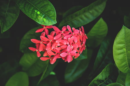 red flowers with green leaves thumbnail