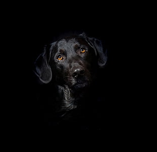 adult black Labrador retriever thumbnail