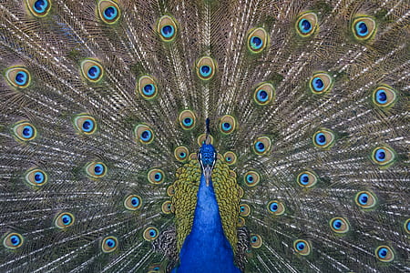 peacock painting thumbnail