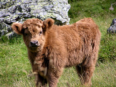 photo of highland calf standing near stones thumbnail