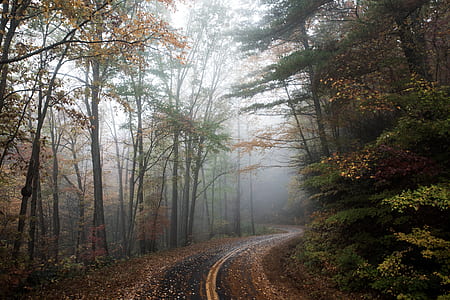 road with trees during daytime thumbnail