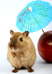 closeup photo of brown mouse near apple fruit thumbnail