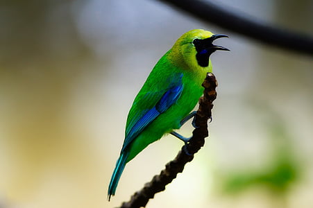 short beaked yellow and blue bird selective focus photography thumbnail