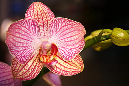 closeup photography of red moth orchid thumbnail