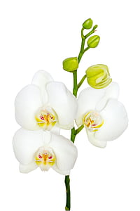 white flowers thumbnail