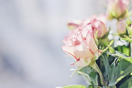 pink rose flowers thumbnail