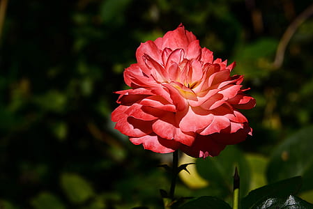 shallow focus photography of red rose flower thumbnail