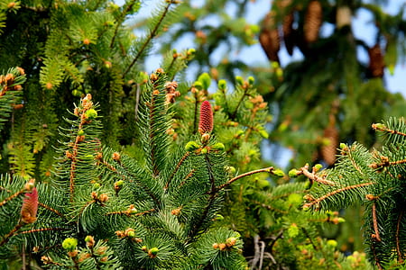 plant, tree, green, coniferous thumbnail