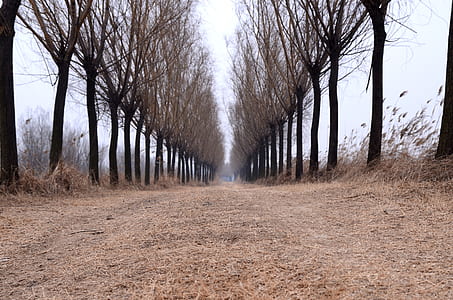 pathway through withered trees thumbnail