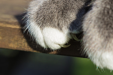 brown and white cat paw close-up photo thumbnail