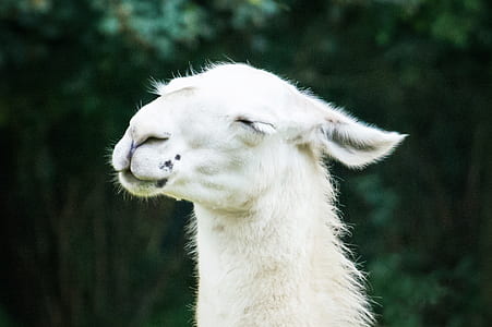 selective focus photo of white goat thumbnail