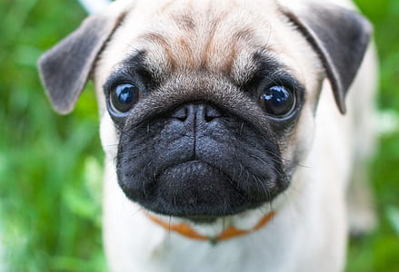pug on grass thumbnail