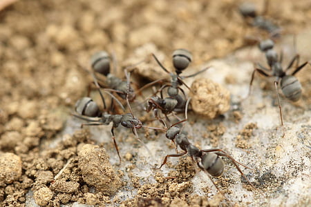 six gray ants close-up photography thumbnail