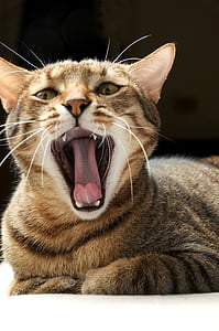 yawning brown fur cat on beige textile thumbnail