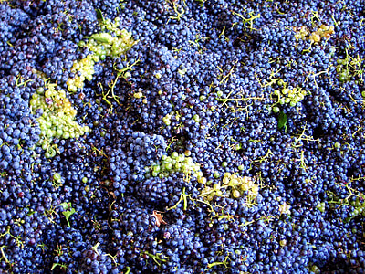 blueberries thumbnail