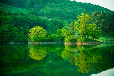 body of water surrounded with trees thumbnail