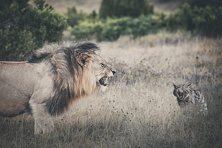 lion and tiger cub standing on dried grass thumbnail