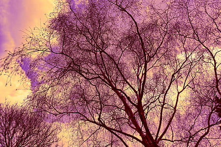 worms eye view of sakura tree thumbnail