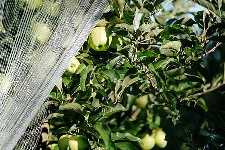 green apples thumbnail