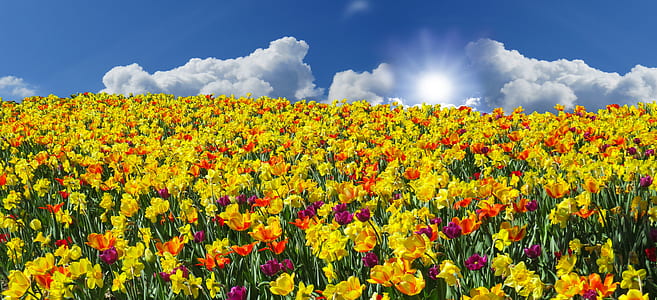 field of yellow-and-purple petaled flowers thumbnail