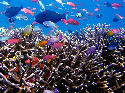 underwater photography of shoal of fish thumbnail