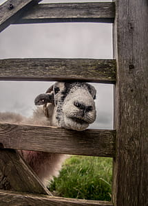 photography of ram behind fence thumbnail