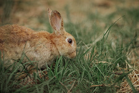 shallow focus photography of brown rabbit thumbnail