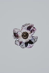 purple petaled flower drawing thumbnail
