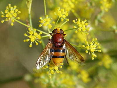 bumble bee thumbnail