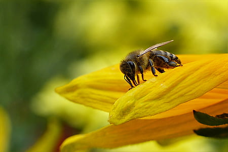 macro photography of honeybee perched on yellow petaled flower thumbnail