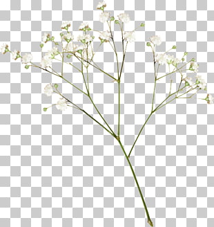 Border Flowers Baby's-breath Rose, peach branch, white flowers PNG clipart