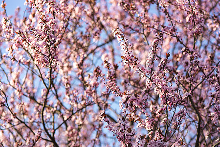 Pink spring flowers thumbnail