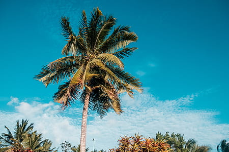 low angle photography of palm tree during daytime thumbnail