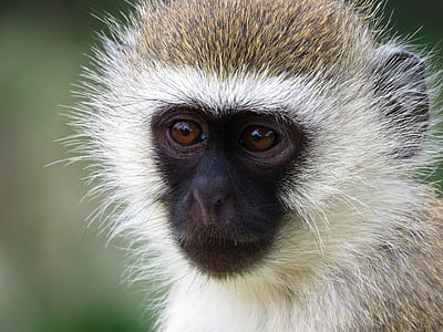 monkey close up photography thumbnail