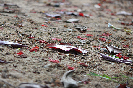 red leaf on brown soil thumbnail