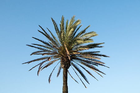 green tree thumbnail