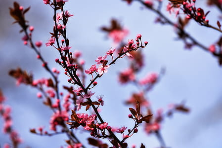 selective focus of pink petaled flowers thumbnail