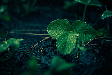 close up photo of green leaf plant thumbnail