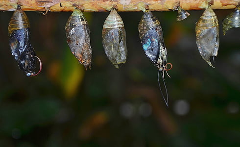five gray butterfly chrysalis thumbnail