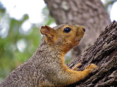 brown and gray rodent on tree trunk thumbnail