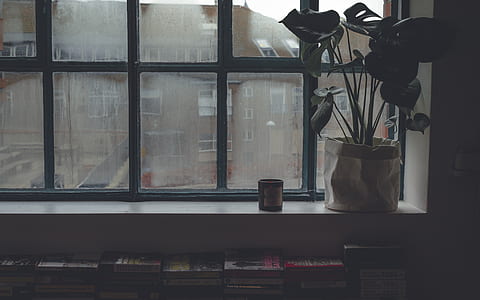 green leafed plant beside window thumbnail