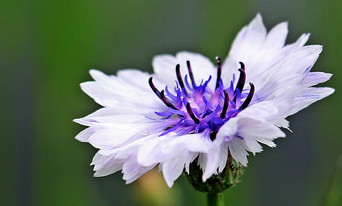white and purple petaled flower close-up photo thumbnail